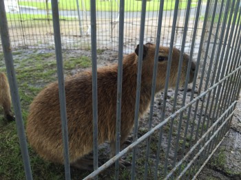kapibara02